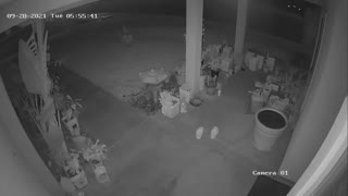 Racoon runs across yard