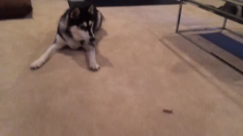 Husky adorably scared of his treat