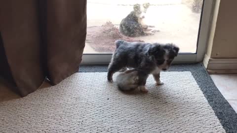 Baby fennec fox vs puppy