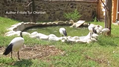 Hungry baby bird of Ibis