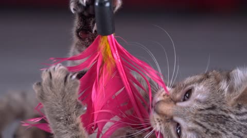 Kitten attacking pink feather toy slow motion