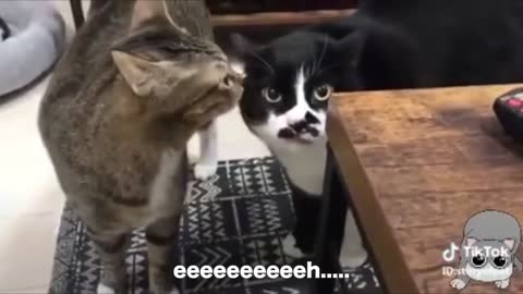 Cats talking !! these cats can speak english better than us humans