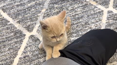 Kittens Demand Attention From Human😿
