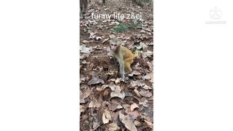 Cuties lovely monkey compilation happy life