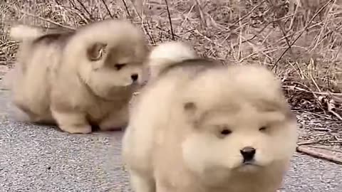 CUTE And Funny Dogs!