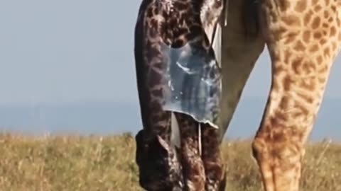Giraffe gives birth😱😱#shorts #viral #trending #animals