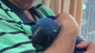 Hyacinth Macaw Gives Loving Hugs