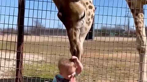 Cute giraffe give baby