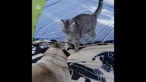 funny cat VS dog fighting