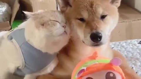 Cute cat and dog