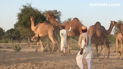Camels Fast Running In Desert Area _ Beautiful camel in Pakistan