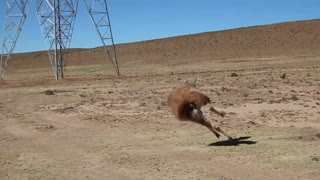 Funny Lama Jumping Up and Down