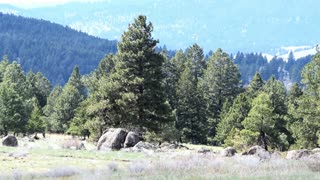 Trees and rocks in a pasture