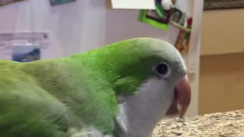 My parrot :Blueberries are YUM!