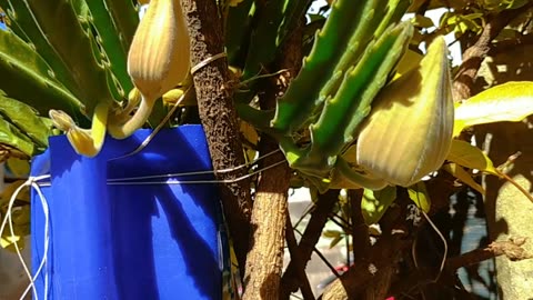 Stapelia Grandiflora (Flor Carroña) - Este año dió tres flores (marzo/abril 2024)