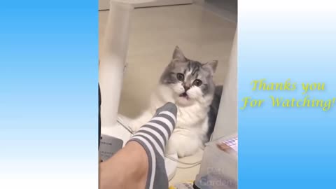 Funniest Animals - Best Of The Funny Animal Videos🤣🐱🐶