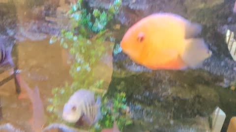 All kinds of severum Fishes