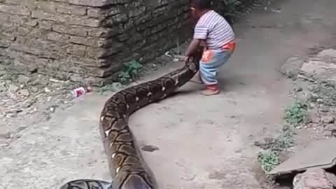 Child bites and plays with Gigantic Snake...this will shock you