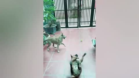 Very Funny video of Dogs playing with Ball and sleep while getting catch