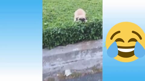funny dogs and cats, try not to laugh challenge 🤣🤣🤣🤣part7