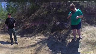 Body cam shows runaway emu being captured by Ohio deputies, returned to owner