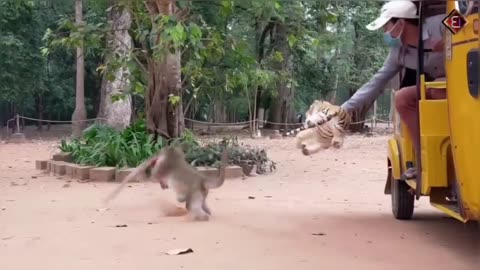 Monkey 🐒 vs Fake Tiger 🐅 || Who is brave? || Please reply in comments Box
