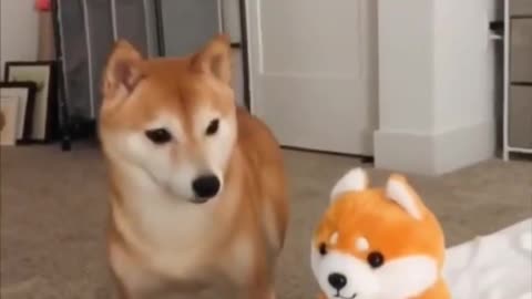 Shiba Inu 🐶 One Of The Most Popular Dog Breeds In The World! | 1 Minute Animals