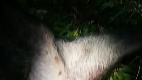 letting a wild hog