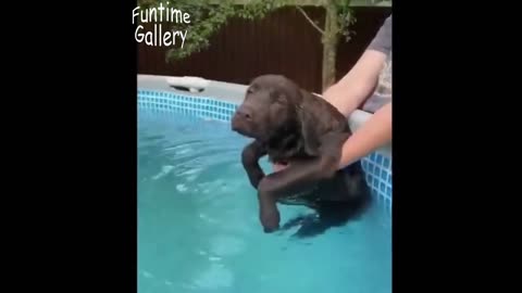 Prepare to LOL: Adorable and Funny Animals in Compilation 8