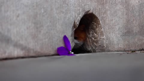 A lovely orange cat hid in a hole and refused to come out