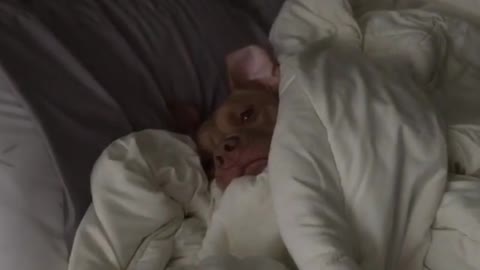 This Pit Bull is way too comfortable to get out of bed!