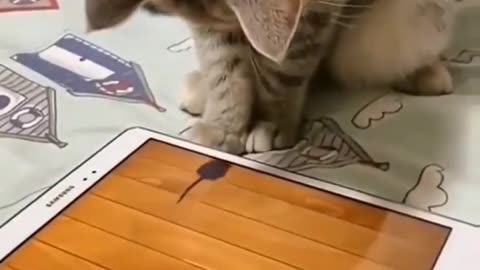 Funny cats with moments