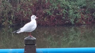 Black-headed Gull in Winter In Great Britain.