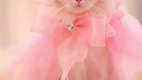 Cute kitten #princesscat #lovecats #cats #cat #catlover #shortcat #catvideos