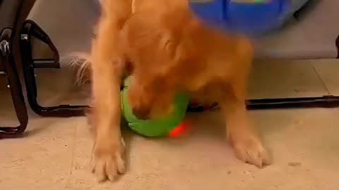 Funy Dog Video