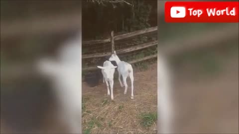 Goats Screaming Like Humans Try Not to Laugh 😂🤣 2023 Compilation