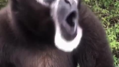 Gibbon singing sound