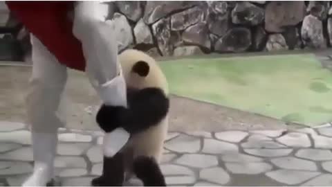 Clingy little panda