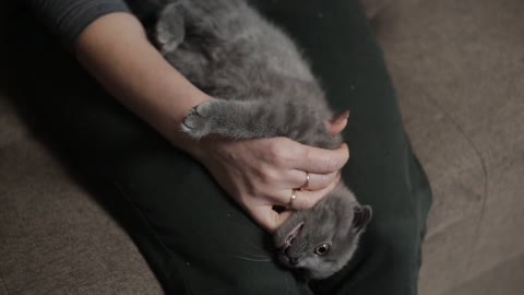 Woman sprays the affected areas of ringworm in a kitten