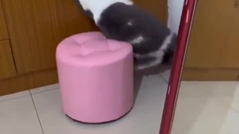 very scared cat