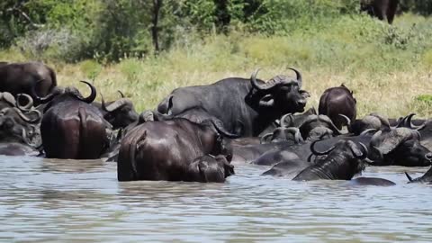 Bufallos bathing in river / video no.3