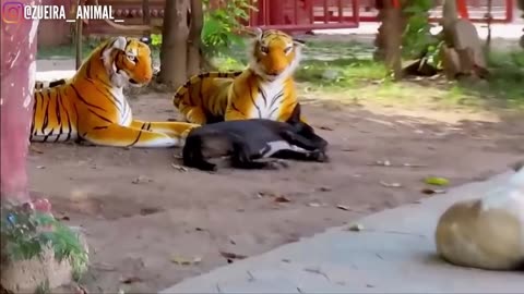 Assustando CACHORRO com TIGRE de pelucia | Fake Tiger vs Real Dogs Prank Very Funny