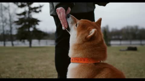 Walk with pet dog in city. Training a dog breed Shiba inu. Dog takes food from the owner's hand