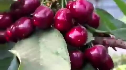 Fresh Cherries picking! #fruitgarden #harvesting