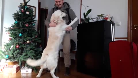 Golden Retriever Welcomes His Owners Home After A Long Time