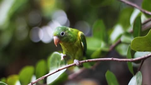 Parrot on the tree like this