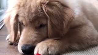 Golden Retriever nails it!