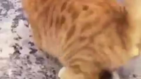 FUNNY CAT VIDEO