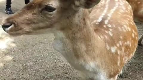 tame deer