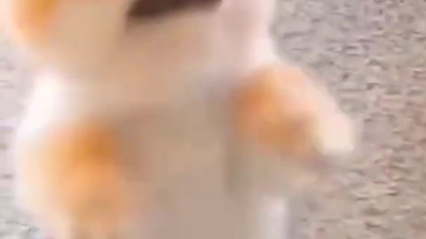 Cat really doesn't want to share treats with huge puppy very Cutest Dog